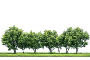 Green trees row on transparent background png