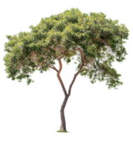 Green Tree Isolated on Transparent Background png