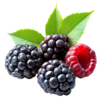 Blackberries and raspberry with green leaves on transparent background png