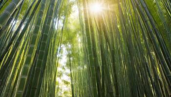 Sunlight filters through a dense bamboo grove, creating a serene atmosphere and inviting light patterns, perfect for relaxation, nature themes, or tropical aesthetics. photo