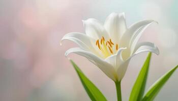 An exquisite close-up of a white lily blossom, highlighting its delicate petals and bright stamens, perfect for floral-themed designs and nature appreciation. photo