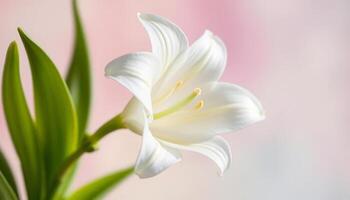 A close-up of a single white lily flower, showcasing its delicate petals and bright stamens against a soft pink background, perfect for beauty or nature-focused projects. photo