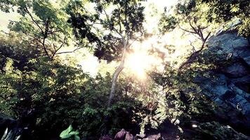 Sunlight Filters Through Forest Trees video