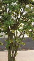 Small Tree With Green Leaves in Front of Building video