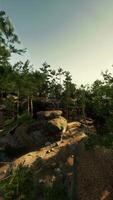 Scenic View of Wooded Area With Rocks and Trees video
