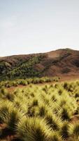 Grassy Field With Background Hills video