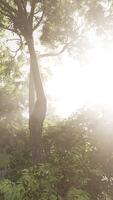 Sun Shining Through Trees in Forest video