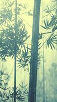 Group of Bamboo Trees in Foggy Forest, vertical video