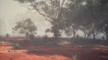 Embracing the Earths Soul, Majestic Trees Stand Tall in a Rustic Field video