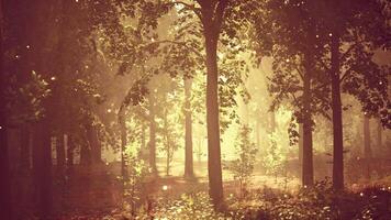 A forest filled with lots of trees covered in fog video