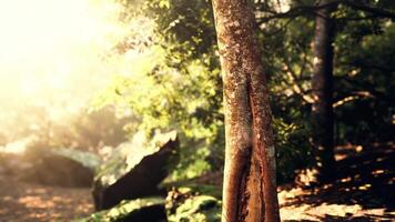 Striking View of a Sunlit Tree Emerging From the Tropical Forest video