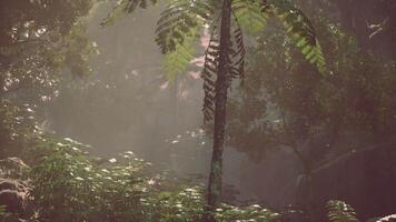The Enchanted Solitary Guardian, Majestic Tree Rises Amidst the Jungle Canopy video