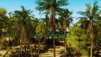 A group of palm trees on a sandy beach video