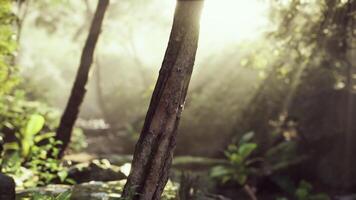 Sunlight Filtering Through Fog in Tropical Forest video
