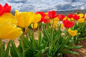 Red and yellow tulips in a farm field photo
