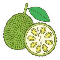 a durian fruit with leaves and a slice vector