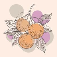 orange illustration with leaves and fruit on a background vector