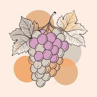 grapes on a branch with leaves and leaves vector