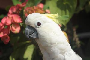 A white parrot with a yellow head and beak photo