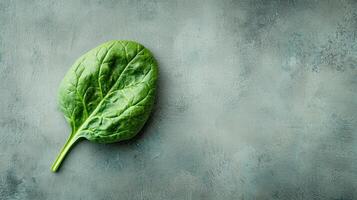 single spinach leaf with visible veins and natural texture neutral surface, creating minimalistic aesthetic with ample copy photo