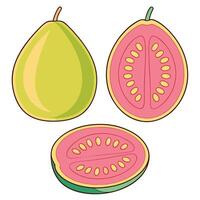 a pink and green guava fruit with a slice cut in half vector