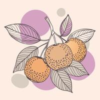illustration of a branch of longan fruit with leaves and fruit vector