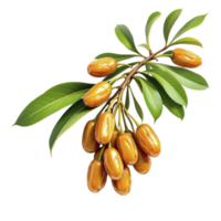 A branch of fruit with leaves on it png