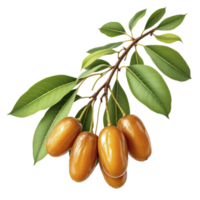 A branch of dates with green leaves png