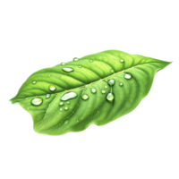 A green leaf with water droplets on it png