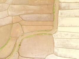 Aerial shot of a path leading to a rural area between rice fields. Landscaped Panorama of the countryside from aerial perspective. Negative Space photo