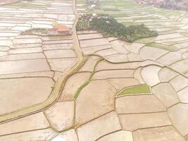 Aerial shot of a path leading to a rural area between rice fields. Landscaped Panorama of the countryside from aerial perspective. Rural scenery and agricultural fields. Negative Space photo