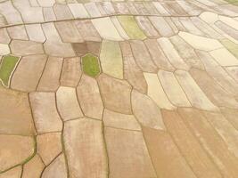 Patch rice fields photographed from above. Agricultural fields during planting season, aerial shot of dry rice fields. Panorama of aerial view of dry paddy rice terraces, green agricultural fields photo