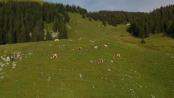 Herd of brown and white cows graze on mountain in Alps. Cattle grazing on top of mountainside in European Alps summer. Aerial view of cows grazing in mountains. Drone view of livestock herding on hill. video