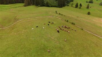 An aerial view of a scenic hill in Bavaria, Germany, featuring a herd of cows grazing in the alpine mountains. A small dairy farm in the Bavarian Alps highlights summer livestock and agriculture video