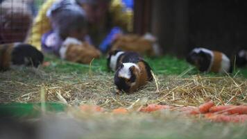 Several guinea pigs nestled in hay, showcasing their habitat. Focus is on rodent domestic animals, particularly Abyssinian guinea pigs. Exploring small mammalian pet breeding in farm or barn setting. video
