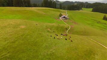 Aerial view of hill with herd of cows grazing in mountainous area in Germany, Bavaria. Small dairy farm in summer in Alps. Livestock and farming in Bavarian Alps. Kuhherde in Bayern, Luftaufnahme. video