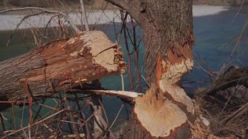 Damaged trees by a bobber on the Isar River bank in Munich, Germany in the sunny spring weather. Beaver gnawed and broken trees near the mountain river. Tree trunks spoiled by beavers. video