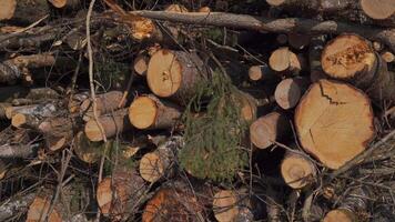 Tree trunks that have been felled and sawn off lie on stack of In Germany. Trees sawn off lie in stack. Woodpile. Felled tree trunks, wood stacks. Logs. Timber felling. Sanitary forest clearing. video