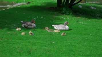 Peaceful scene of two geese resting on green grass with their fluffy goslings nearby. Surrounded by sunlight , this natural setting captures beauty of wildlife, family and springtime tranquility. video