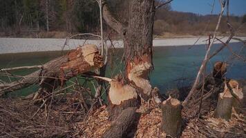 Spoiled and fallen trees by beavers on the shores of the Isar River in Germany, Munich. Gnawed wood by a bobber. Damaged tree with animals teeth marks near river. Beaver bites off trees. video