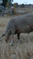 Sheep Grazing with the Field video