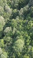 Pine Forest Aerial a View video