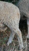 Pasture areas where sheep graze video