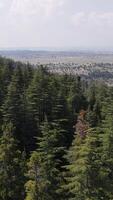 Pine The Forest Drone view video