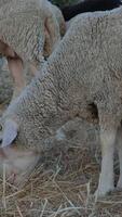 Feeding sheep in open areas video