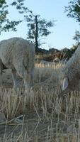 Grazing sheep in the field video