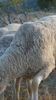 Sheep grazing with pasture video
