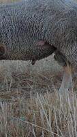 grazing sheep in open pastures video