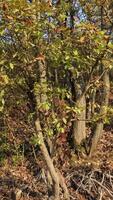 The Deciduous Tree In Autumn video