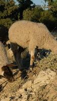 sheep grazing in the open field video